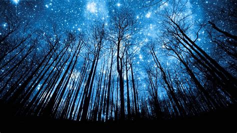 Download Magical Night Sky With Stars Glowing On Forest Wallpaper | Wallpapers.com