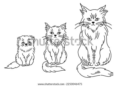 Stages Cat Growth Set Kitten Adult Stock Vector (Royalty Free) 2250046475 | Shutterstock