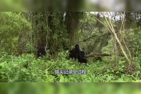 狮子和银背大猩猩决战，下一秒竟惨遭“爆锤”，镜头记录全过程！大猩猩决战狮子