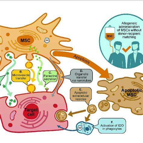 Mechanisms Of Action Of MSCs In GvHD MSCs May Exert Many Effects On