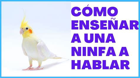 C Mo Ense Ar A Tu Ninfa Cacatua A Hablar Youtube