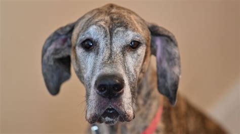 Les Races De Chiens Qui Ont L Esp Rance De Vie La Plus Courte