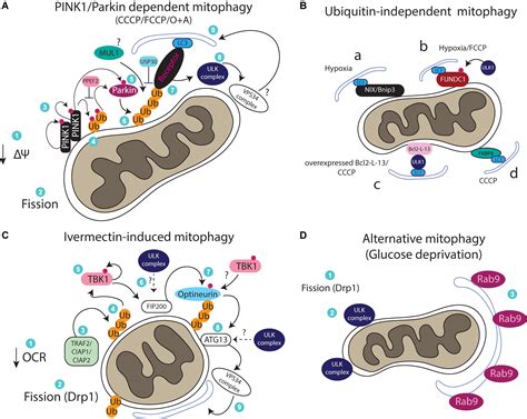 Frontiers Mammalian Mitophagosome Formation A Focus On The Early Signals And Steps