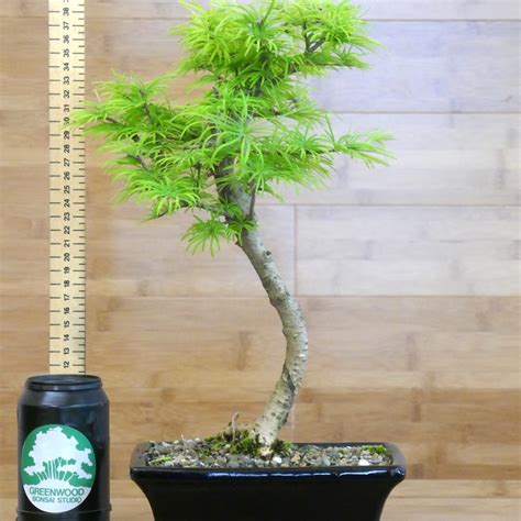 Golden Larch Bonsai Greenwood Bonsai Studio