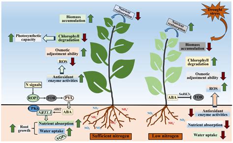 The Utilization And Roles Of Nitrogen In Plants