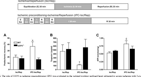 Figure From Mitochondria In Cardiovascular Physiology And Disease