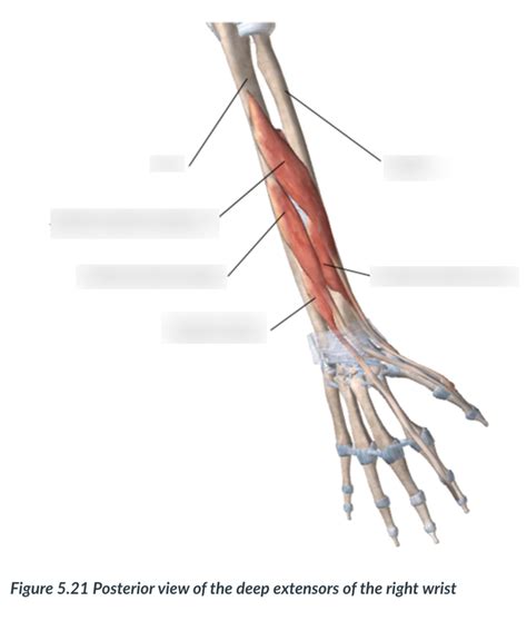 Module 5 Posterior View Of The Deep Extensors Of The Right Wrist