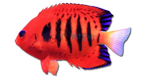 Flame Angelfish | Get Fishing