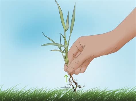 How To Lay Sod With Pictures Wikihow