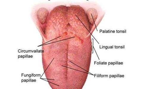 Bagian Lidah Manusia Dan Fungsinya