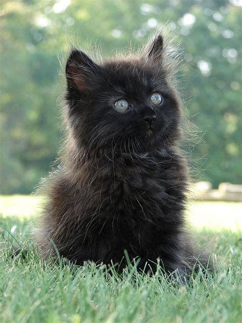 C A T L O V E ♡ Black Kitten What A Cutie Pie Fluffy Kittens