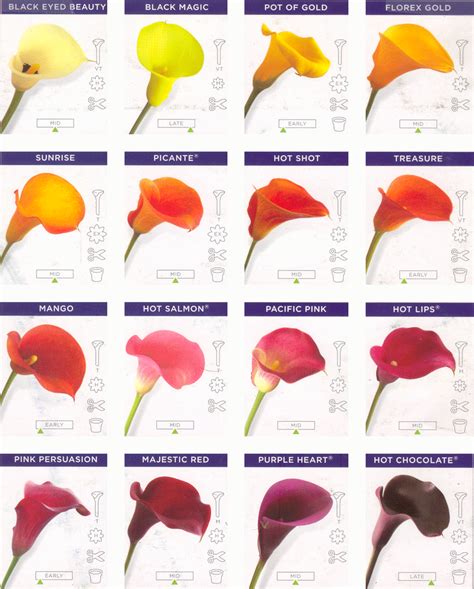 Calla Lily Color Chart | Oregon Coastal Flowers