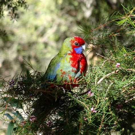 Crimson Rosella Canberra Botanic Gardens Act The Striking Flickr