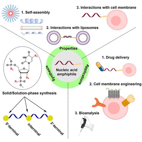 Nucleic Acid Amphiphiles Synthesis Properties And Applications