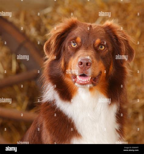 Solid Brown Australian Shepherd