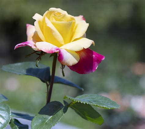 Roses Lewis Ginter Botanical Garden Richmond Virgini Flickr