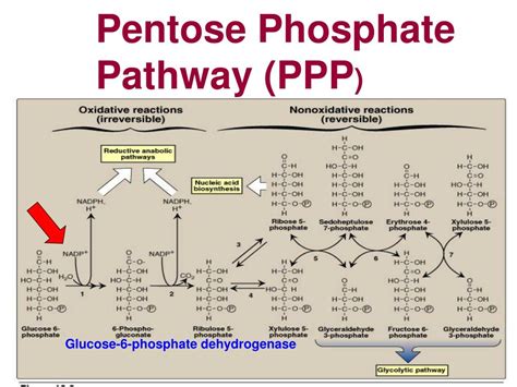 Ppt Glucose Phosphate Dehydrogenase Deficiency Powerpoint