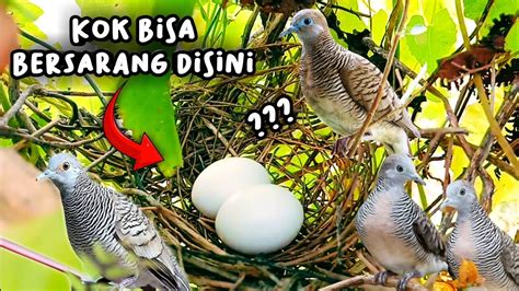 Kaget Induknya Terbang Rupanya Ada Sarang Burung Perkutut Di Pohon Jati