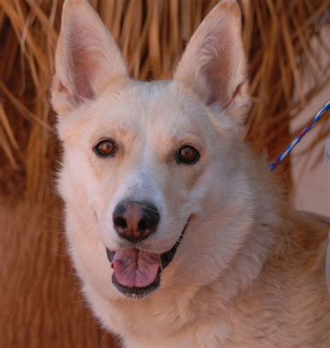 Kiara is a luminous cream & white German Shepherd mix, a devoted and ...