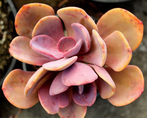 Florez Nursery Echeveria Gibbiflora Violescens