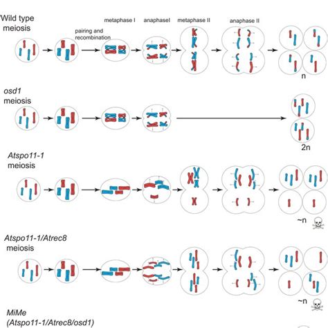 A Cell With a Diploid Number of 24 Undergoes Meiosis