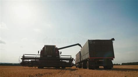 Harvester Combine Pours The Grain Into The Truck On The Field