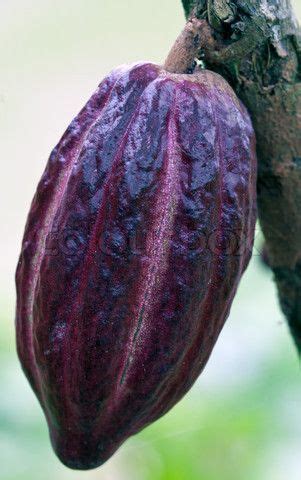 Different Tips About How To Grow Cacao Make Your Own Chocolate