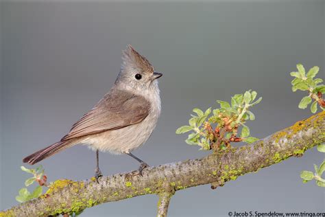 Oak Titmouse 4