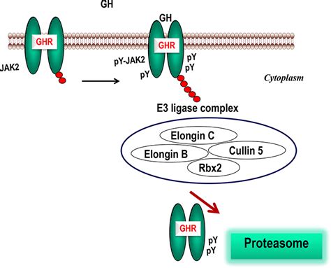 Growth Hormone Receptor Signaling Pathways And Its Negative Regulation