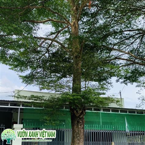 cay bang dai loan cung cap du kich thuoc khoe manh