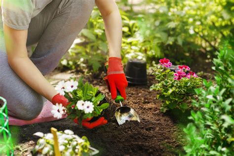 Blumen Einpflanzen Eine Anleitung Für Beet Und Balkonkasten