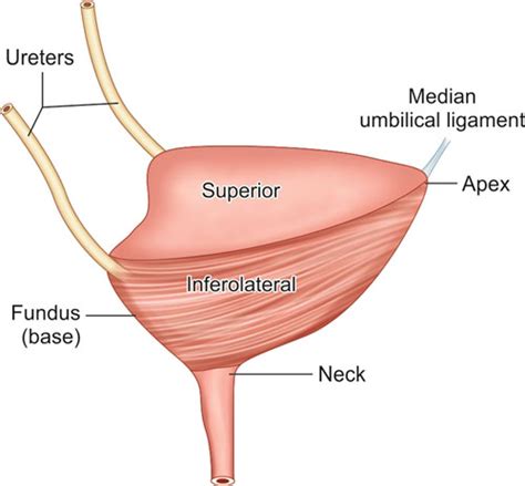 Apex Urinary Bladder