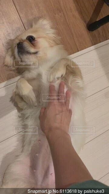 撫でられて気持ち良さそうなペキニーズ犬の写真・画像素材 6113618 Snapmart（スナップマート）