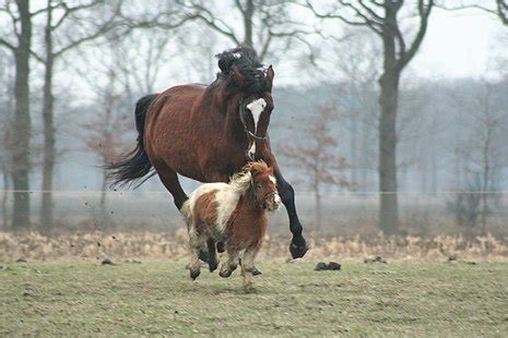 Horse - Wikipedia