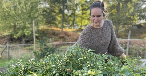 Pyralider F Rst R Fritidsodlares Tomater Eleonora I Stallarholmen