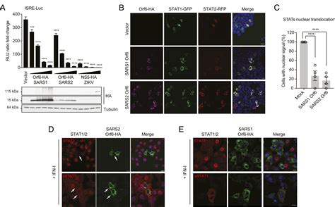 Sars Cov Orf Hijacks Nup To Block Stat Nuclear Import And
