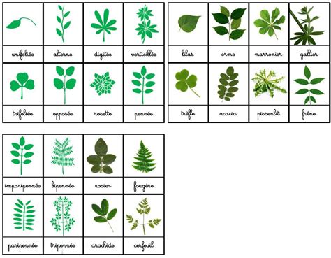 Les Plantes Les Différents Types De Feuilles École De La Forêt