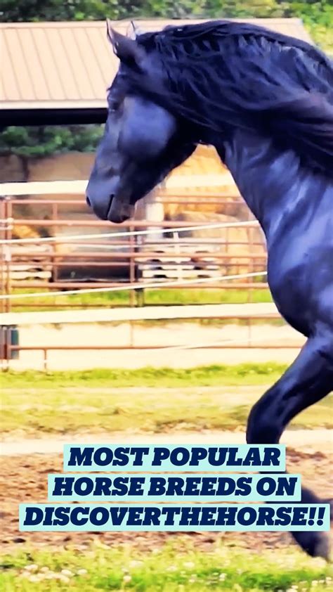 MOST POPULAR Horse Breeds on DiscoverTheHorse!!: An immersive guide by ...