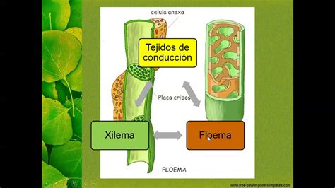 Tejidos de protección y conducción YouTube