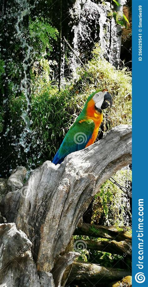 Macaws Are A Group Of Long Tailed New World Parrots That Are Often