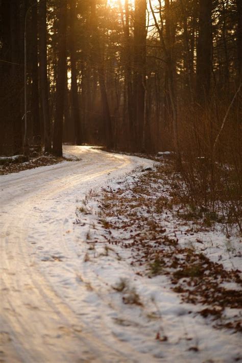 Road In A Pine Forest On A Sunny Spring Day Stock Image Image Of