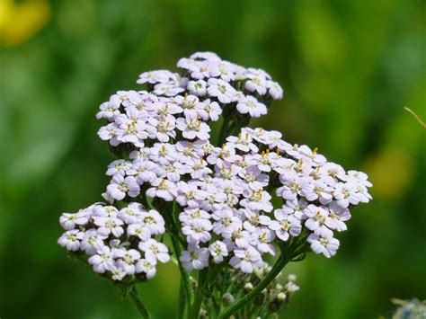 Navadni Rman Achillea Millefolium Poljub Narave