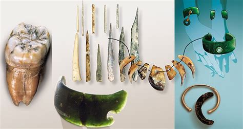 Where has Homo sapiens come from?