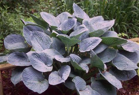 Blue Hawaii Hosta Hostas Hosta Plants Shade Perennials