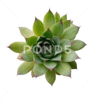 Green Succulent Plant On White Background