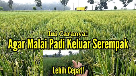 Tips Agar Malai Padi Keluar Serempak Lebih Cepat Youtube