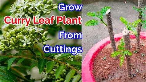 Best Way To Grow Curry Leaf Plant From Cuttings In Pot With Update Grow