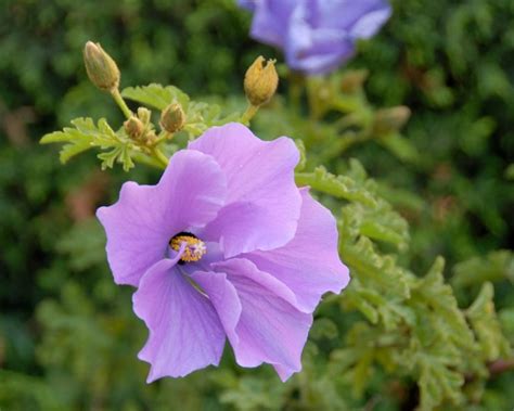 10 Australian Native Purple Flowers For Your Garden Ultimate Backyard