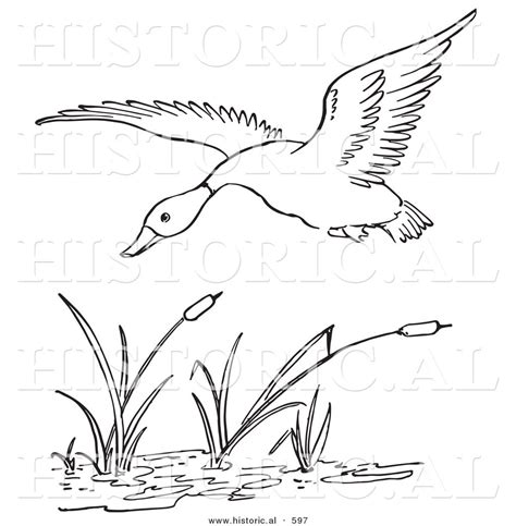 Cattails Plant Coloring Pages Sketch Coloring Page