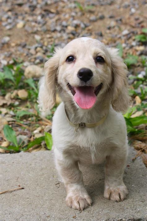 Cocker Spaniel Dachshund Mix Puppy